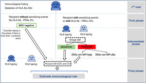 Representation of the immunological study for living donor kidney transplantation.