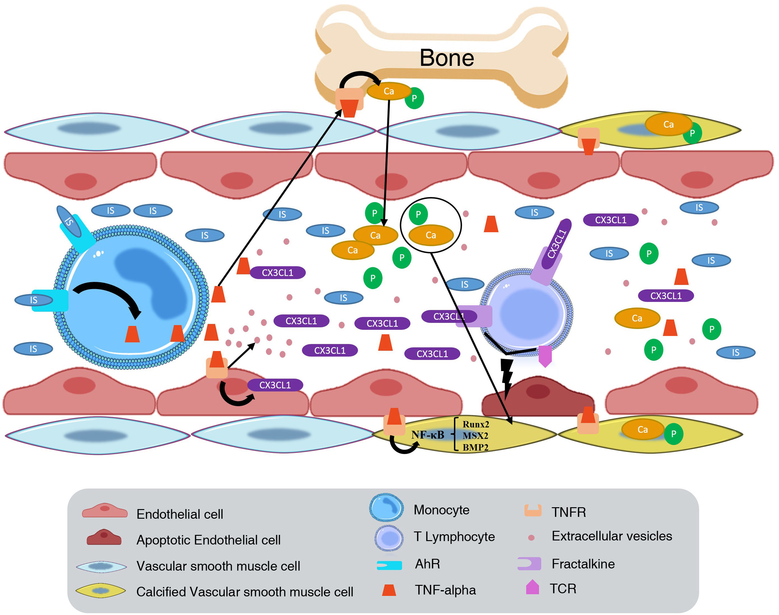 New mechanisms involved in the development of cardiovascular disease in ...