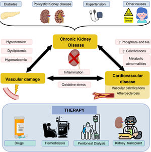 Chronic kidney disease, associated diseases and therapies. CKD is caused by diseases such as diabetes mellitus, polycystic kidney disease or arterial hypertension, among others. As a consequence of CKD, diseases related to vascular damage and CVD occur, which are mediated by different factors. The main treatment modalities in patients with CKD are shown below.