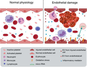 Vascular damage. Oxidative stress and inflammation, among other factors, generate endothelial deterioration leading to: increased adhesion capacity that causes thrombosis, increased EV release and increased leukocyte extravasation, which favors the development of cardiovascular disease. Figure elaborated with Biorender.