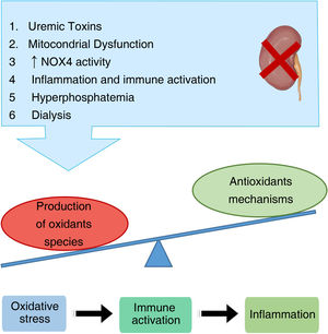 Main causes of oxidative stress in CKD patients. Oxidative stress results in the generation of damage at the genomic level and activation of proinflammatory pathways. NOX4: NADH oxidase 4 enzyme.
