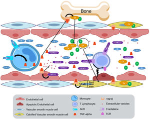 Endothelial dysfunction and vascular calcification generated by IS binding to the AhR receptor on monocytes. The increase in TNF-α generated by IS generates an increase in the production of the chemokine CX3CL1 in endothelial cells. When CX3CL1 binds to its receptor on the T lymphocyte, and the T lymphocyte has its T cell receptor active, it will generate the development of endothelial cell apoptosis. AhR: aryl hydrocarbon receptor; BMP2: bone morphogenic protein 2; IS: indoxyl sulfate; MSX2: Msh homrbox protein 2; Runx2: runt-related transcription factor 2; TCR: T-cell receptor; TNF-alpha: tumor necrosis factor alpha; TNFR: TNF receptor.