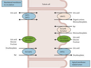 Renal tubular transport of uric acid. The URAT1 transporter, located on the apical membrane of the proximal convoluted tubule, reabsorbs filtered urate in exchange for anions transported into the tubular lumen. The Na+-monocarboxylate transporter then reabsorbs these anions along with sodium. Lastly, GLUT9, located both apically and basolaterally, reabsorbs urate along with glucose and fructose. From Esparza Martin and García Nieto,1 Perez-Ruiz et al.,4 Durá Travé et al.5 and López-Jiménez et al.6