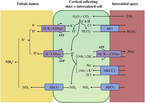 Distal urine acidification under normal conditions. Urine acidification occurs in the distal and collecting tubules through three related processes: a) reabsorption of the residual amount of bicarbonate (10%), which has not been recovered in more proximal areas of the nephron; b) titration of the divalent phosphate anion (HPO42–) with H+, which is transformed into monovalent phosphate anion (H2PO4−) or titratable acidity; c) accumulation of intraluminal ammonia (NH3), which take up H+ and forms ammonium (NH4+). The secretion of H+ and the titration of urinary buffers lead to acidification of the urine, with which pH values close to 4.5 can be reached under conditions of maximum stimulation of the process. This takes place in the α-intercalated cells in the late distal convoluted tubule, the connecting tubule and in the cortical and medullary collecting ducts. Distal secretion of H+ generates an equimolar amount of bicarbonate. For each hydrogen molecule excreted into the tubular lumen, a new bicarbonate molecule is generated intracellularly thanks to the action of intracytoplasmic carbonic anhydrase (CA type II), which is transferred to the blood through the Cl−-HCO3− anion exchanger (AE1). The α-intercalated cells secrete H+ via vacuolar ATPase (H+-ATPase), which actively transfers H+ across the luminal membrane, and H+-K+-ATPase, which exchanges H+ for potassium. The function of H+-ATPase is markedly influenced by the electronegativity generated in the tubular lumen by the simultaneous transport of Na+ in the principal cells of the collecting duct. The accumulation of NH3/NH4+ in the medulla generates a concentration gradient that helps it to cross through the basolateral membrane of the α-intercalated cells. NH3/NH4+ excretion requires at least two steps: basolateral entry and luminal excretion. Uptake from the NH3/NH4+ interstitium is carried out by several pathways including the Na+/K+/2Cl− transporter (NKCC1), Na+-K+-ATPase (in the case of these two transporters, NH4+ can be transported instead of potassium), RhCG (human Rhesus C glycoprotein) gas channels and hyperpolarisation-activated cyclic nucleotide-gated (HCN) cationic non-selective NH4+ channels). The luminal membrane has a high permeability for NH3. RhCG channels are present in the luminal membrane and in the basolateral membrane.