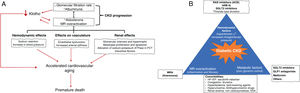 Aldosterone and mineralocorticoid receptor in the pathogenesis of chronic kidney disease (A) and comprehensive protection of the patient with diabetic nephropathy (B). ESA: erythropoiesis-stimulating agents; MRA: mineralocorticoid receptor antagonist; ARB II: angiotensin II receptor antagonist; ACEI: angiotensin-converting enzyme inhibitor; CKD: chronic kidney disease; GLP1R: glucagon-like peptide receptor type 1; HF-rEF: heart failure with reduced ejection fraction; ACEI: angiotensin-converting enzyme inhibitors; MR: mineralocorticoid receptor; SGLT2: sodium-glucose cotransporter type 2; RAS: renin angiotensin system; PCT: proximal convoluted tubule. Source: Fernandez-Fernandez et al.,7 Barrera-Chimal et al.,16 Erráez et al.,18 Epstein,24 Epstein,25 Alicic et al.,26 Buonafine et al.,27 Bauersachs et al.,28 DuPont et al.,29 Alicic et al.,30 Ruiz Ortega et al.,31 Brown et al.32 and Mima.33