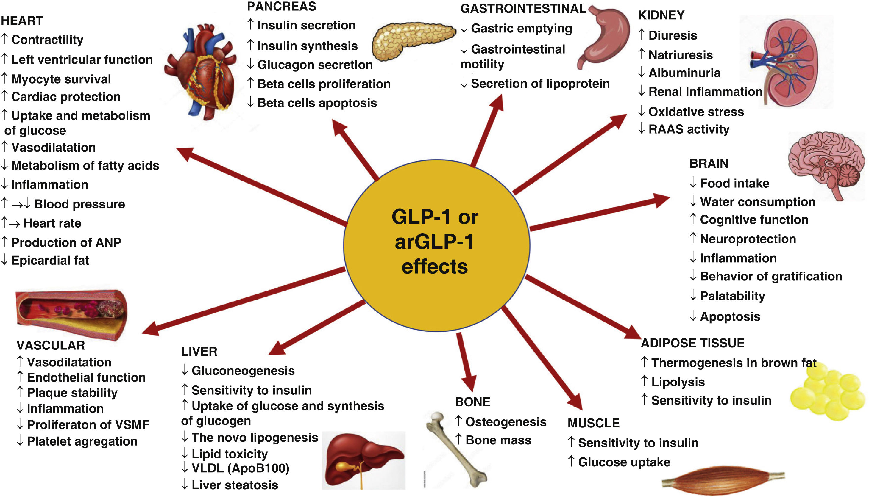 Glucagon like Peptide 1 GLP 1 Receptor Agonists In The Management Of 