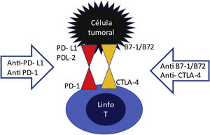 Mechanism of action of check-point inhibitors (CPIs).