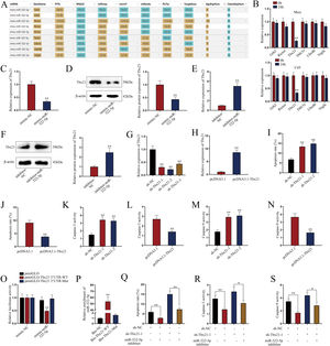 miR-322-5p promotes the apoptosis of AKI renal tubular epithelial cells by targeting Tbx21. (A) Six candidate downstream mRNAs of miR-322-5p were screened out by starBase (http://starbase.sysu.edu.cn/). (B) The expression levels of six mRNAs were detected in renal tubular cells of LPS-induced AKI mice model (10mg/kg; 24h) and LPS-induced AKI mouse renal tubular epithelial cell model (5μg/mL; 24h) (Student's t-test). (C) qRT-PCR tested that Tbx21 mRNA level was reduced under miR-322-5p mimic treatment (Student's t-test). (D) Western blot revealed that the protein level of Tbx21 was lowered under miR-322-5p mimic treatment (Student's t-test). (E, F) Tbx21 mRNA and protein level under miR-322-5p inhibition were tested by qRT-PCR and western blot, respectively. Student's t-test. (G, H) The knockdown efficiency and overexpression efficiency of Tbx21 were verified by qRT-PCR analysis (one-way ANOVA, Tukey; Student's t-test). (I) The apoptosis rate was increased by Tbx21 knockdown (one-way ANOVA, Dunnett). (J) The apoptosis rate was decreased by Tbx21 overexpression (Student's t-test). (K, L) Caspase-3 activity was measured responding to Tbx21 knockdown (one-way ANOVA, Dunnett) and Tbx21 up-regulation (Student's t-test). (M, N) Caspase-9 activity was measured in cells with Tbx21 knockdown (one-way ANOVA, Dunnett) or overexpression (Student's t-test). (O) The luciferase activity was promoted by miR-322-5p overexpression in pmirGLO-Tbx21 3′UTR-WT group (two-way ANOVA, Tukey). (P) miR-322-5p was relatively enriched in Bio-Tbx21-WT group (one-way ANOVA, Tukey). (Q–S) Tbx21 deficiency could weaken the repressive effect of miR-322-5p inhibition on the apoptosis via measuring the apoptosis rate, Caspase-3 and Caspase-9 activities, respectively (one-way ANOVA, Tukey). The experiments as shown in C–S were performed in LPS-induced AKI mouse renal tubular epithelial cell model (5μg/mL; 24h). **P<0.01, *P<0.05.
