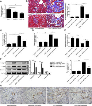 The influence of miR-200a overexpression on the renal fibrosis of the rats experienced UUO. (A) The expression of miR-200a in renal tissues was analyzed utilizing qRT-PCR after the 7 days and 14 days of UUO surgery. The normal and UUO rats were injected with the lentivirus expressing miR-200a mimics or mimics negative control at the 7 days post-UUO. Next, (B) the fibrotic level of renal tissues was analyzed through Masson staining after the 14 days of UUO rats. (C–E) The relative expression levels of Collagen I, α-SMA, and E-cadherin mRNA in the renal tissues of rats were analyzed using qRT-PCR assay. (F) The relative expression levels of Collagen I, α-SMA, and E-cadherin proteins were determined through Western blot. (G) The expression level of α-SMA in renal tissues of rats was also evaluated through immunohistochemistry assay.
