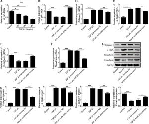 The regulation of miR-200a to EMT and ECM deposition in HK-2 cells caused by TGF-β1. (A) 5ng/ml of TGF-β1 was utilized to induce HK-2 cells for 0, 12, 24, and 48h. Then, the relative level of miR-200a in the cells was analyzed by qRT-PCR. After that, TGF-β1-induced HK-2 cells were transfected with miR-200a mimics or mimics negative control for 48h. (B) The relative level of miR-200a in the cells was examined by qRT-PCR. (C, D) The relative mRNA levels of ECM-related proteins, Collagen I and α-SMA, in the cells were analyzed by qRT-PCR. (E, F) The relative gene expression levels of EMT-related markers, N-cadherin and E-cadherin, in the cells were examined by qRT-PCR. (G) Collagen I, α-SMA, N-cadherin, and E-cadherin proteins expression in the cells was measured by Western blot.