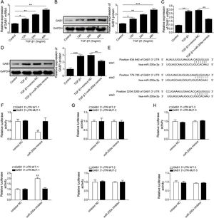 The regulation of miR-200a to GAB1 expression. (A, B) TGF-β1 (5ng/ml) was used to induce HK-2 cells for 0, 12, 24, and 48h, and then qRT-PCR was accomplished to analyze GAB1 gene expression and Western blot was accomplished to measure GAB1 protein expression. (C, D) The TGF-β1 (5ng/ml)-induced HK-2 cells were transfected with miR-200a mimics and mimics negative control for 48h. Next, qRT-PCR and Western blot were carried out to analyze the relative expression levels of GAB1 mRNA and proteins in the cells. (E) Three different binding sites sequences of miR-200a and GAB1 mRNA 3′-UTR was predicted utilizing starBase database. (F–H) Luciferase activity reporter assay was carried out to verify which binding sites truly effect the regulation of miR-200a to GAB1 expression.
