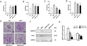 Losartan inhibited albumin transcytosis by down-regulating ANGPT2 and CAV1 expression in vivo. (A) Blood glucose level (BG). (B) Ratio of the kidney weight/body weight (KBWR). (C) Serum creatinine (Scr). (D) Urine albumin/creatinine ratio (UACR). (E) Representative PAS (periodic acid-Schiff) staining images of kidney. (F) Western blot of ANGPT2 and CAV1 of kidney in Ctrl group, DKD group, DKD+ Los-L(10mg/kg/d) group and DKD+ Los-H(50mg/kg/d) group. (G) Densitometric analysis of western blot signals of ANGPT2 and CAV1 (n≥3). *P<0.05 vs. Ctrl group, #P<0.05 vs. DKD group. Data are presented as means±SEM.