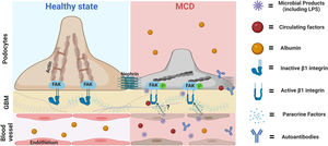 Proposed role of the podocyte β1 integrin-FAK axis in MCD. Infections are the most common trigger of relapse of nephrotic syndrome in children with SSNS and MCD. Our findings suggest that microbial products such LPS can target podocytes leading to cytoskeletal changes and proteinuria via activation of the β1 integrin/FAK axis. Thus, we postulate that microbial products, along with other molecules with the ability to activate this axis, could be the initial triggers leading to podocyte injury in MCD. Likewise, it is also possible that additional insults (circulating autoantibodies or molecules produced by immune or glomerular cells such endothelial cells) may be necessary to initiate, aggravate and/or perpetuate podocyte injury and proteinuria in MCD. MCD, minimal change disease; FAK, focal adhesion kinase; FAK p, phosphorylated focal adhesion kinase; GBM, glomerular basement membrane. Cartoon created with Biorender.com.