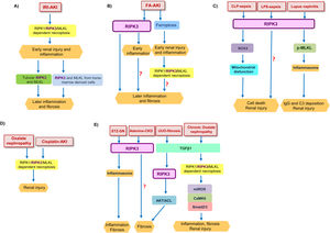 RIPK3 function in kidney diseases. (A) Tubular RIPK1/RIPK3/MLKL-dependent necroptosis contributed to early renal injury in IRI-AKI and promotes an inflammatory response. RIPK3 from inflammatory infiltrates amplified kidney injury, favoring later inflammation and fibrosis. (B) In FA-AKI, ferroptosis mediated the first wave of tubular cell death leading to expression of inflammatory mediators which activated a second wave of cell death by RIPK1/RIPK3/MLKL-dependent necroptosis. In parallel RIPK3 promotes an inflammatory response at early time points, independent of necroptosis. At longer follow-up, RIPK3 also promoted inflammation and fibrosis, but it is unknown whether the chronic pro-fibrotic effect of RIPK3 is dependent or not on the initial acute injury. (C) RIPK3 promotes renal injury in inflammatory models of kidney disease such as CLP-sepsis, LPS-sepsis, and lupus nephritis. In CLP-sepsis, RIPK3-induced renal injury is mediated by NOX4 which induced mitochondrial disfunction, while in LPS-sepsis the molecular mediators of RIPK3-induced AKI are poorly characterized. In lupus nephritis RIPK3 promoted MLKL phosphorylation and inflammasome activation. (D) RIPK1/RIPK3/MLKL-dependent necroptosis contributes to oxalate nephropathy and cisplatin-AKI. (E) RIPK3 plays a role in different models of CKD and kidney fibrosis. RIPK3 promoted kidney inflammation and fibrosis in STZ-DN through inflammasome activation, and kidney fibrosis in adenine-CKD through unidentified pathways. In UUO-induced kidney fibrosis, TGFβ1 activated RIPK3, which recruited the AKT/ACL pathway to promote a profibrotic response. In chronic oxalate nephropathy, TGFβ1 mediated kidney injury through the RIPK1/RIPK3/MLKL necrosome which promoted mtROS which in turn activated CaMKII and consequently Smad2/3. Abbreviation: AKI: acute kidney injury; IRI: ischemia–reperfusion injury; FA: folic acid; CLP: cecal ligation and puncture; LPS: lipopolysaccharide; STZ-DN: streptozotocin-induced diabetic nephropathy; UUO: unilateral ureteral obstruction; CKD: chronic kidney disease; mtROS: mitochondrial ROS production.