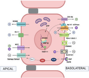 Physiological mechanisms of transport in the distal convoluted tubule. Na+ and Cl− pass from the tubular lumen into the cell via the thiazide-sensitive NaCl cotransporter (NCC) (mutations in the coding gene cause Gitelman syndrome). Cl− leaves the cell via the chloride channel ClC-Kb (mutations in the gene lead to Bartter syndrome type 3). Na+ leaves the cell via Na+, K+-ATPase (mutations in the gene encoding the ɣ subunit of Na+, K+-ATPase cause autosomal dominant hypomagnesemia with hypocalciuria and those encoding the α subunit cause hypomagnesemia with seizures and type 2 intellectual disability). Hepatocyte nuclear transcription factor 1 (HNF1β) regulates transcription of the gene encoding the ɣ-subunit of the Na+, K+-ATPase (mutations in the coding gene produce HNF1β nephropathy). The coactivator pterin-4-alpha-carbinolamine dehydratase 1 (PCBD1) is a cofactor of HNF1β and increases the transcriptional activity of theγ subunit of Na+, K+-ATPase (mutations in the coding gene produce transient neonatal hyperphenylalaninemia with primapterinuria). FAM111A is a regulator of certain nuclear transcription factors (heterozygous missense mutations in the coding gene cause Kenny-Caffey syndrome type 2 which can present with hypomagnesemia). In the distal tubule, the reabsorption of Mg2+ is an active transport process by transcellular routes, driven by the potential difference between the tubular lumen and the interior of the cell. Mg2+ ions pass from the tubular lumen to the cytosol via the apical TRPM6/TRPM7 channel (mutations in the TRPM6 and TRPM7 coding genes produce hypomagnesemia with autosomal recessive secondary hypocalcemia type 1 and type 2, respectively). Mg2+ ions may exit the cell via CNNM2 (mutations in the coding gene produce hypomagnesemia with seizures and intellectual disability type 1) and the Mg2+ exchanger/Na+ SLC41A1 (mutations in the coding gene produce a nephronophthisis-like phenotype). Epidermal growth factor (EGF) is an activator of the TRPM6 channel (mutations in the coding gene produce autosomal recessive hypomagnesemia; mutations in the EGF receptor [EGFR] produce neonatal inflammatory skin and bowel disease type 2). The apical force required for Mg2+ transport is created by the cooperative action of the basolateral Na+, K+-ATPase, the chloride channel ClC-Kb, the heteromeric channel Kir4.1/Kir5.1 that recycles K+ (mutations in the gene encoding Kir 4.1 produce EAST/SeSAME syndrome), the NCC and K+ extruding channels, ROMK (Kir1.1) (mutations in the coding gene produce Bartter syndrome type II) and Kv1.1 (mutations in the coding gene produce autosomal dominant hypomagnesemia or episodic ataxia type 1). Note: the names of the coding genes are not included here as they are given in the text.