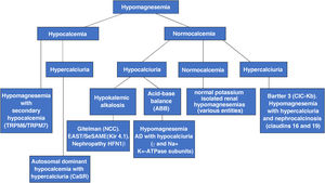 Diagnostic algorithm for hypomagnesemias based on calcium and calciuria levels. Abnormal transporters (AD: autosomal dominant; ABB: acid–base balance) are shown in parentheses in most cases.