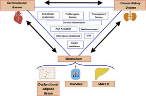 Molecular mechanisms involved in the metabolic heart-liver-kidney axis. MAFLD, metabolic-associated fatty liver disease; HTN hypertension; RAA, renin-angiotensin-aldosterone. Source: adapted from Byrne and Targher22 ; Zhou et al.34 and Mantovani et al.33