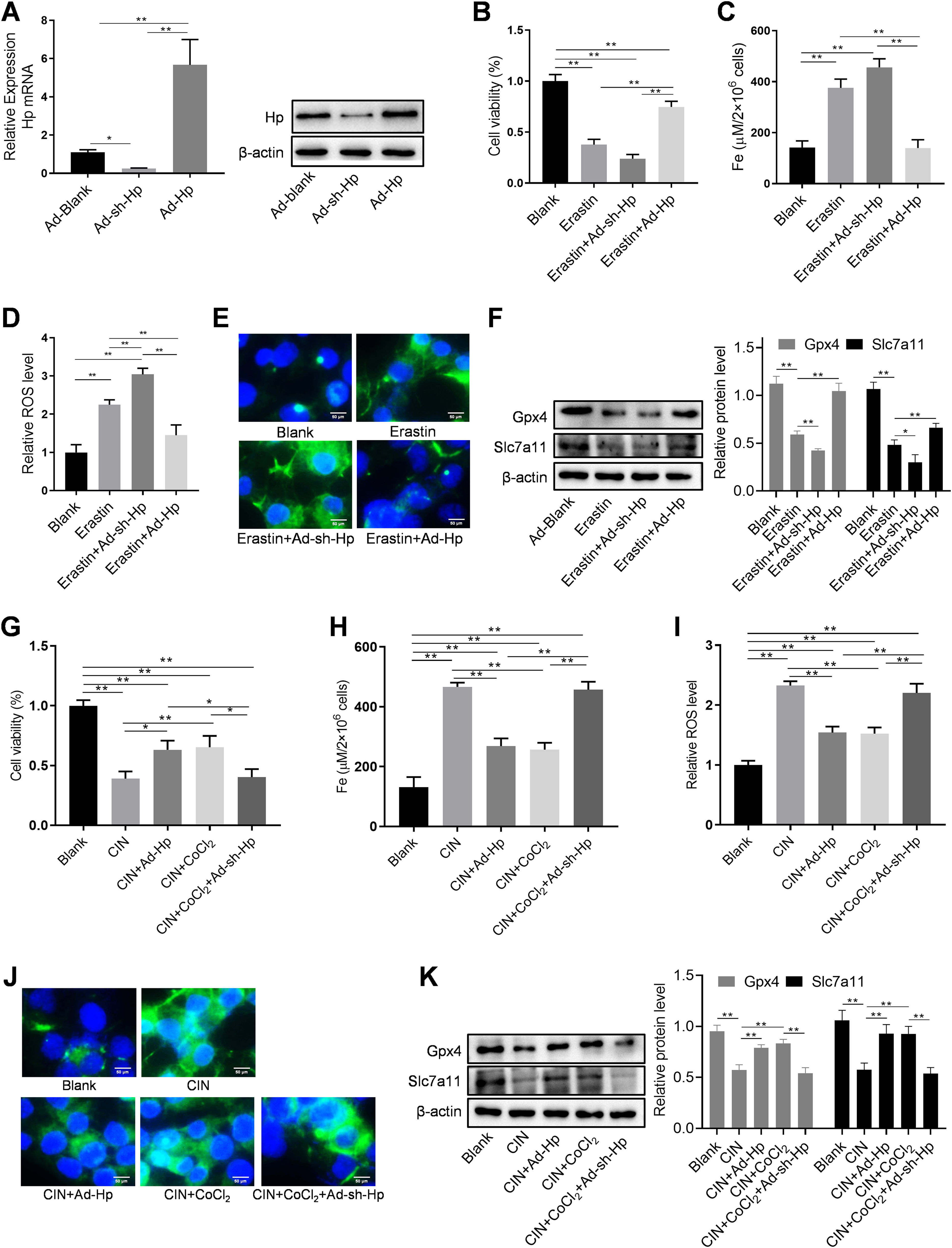 Smartlab Cocl2 Dysregulation of ferroptosis may participate in the mitigating effect ...