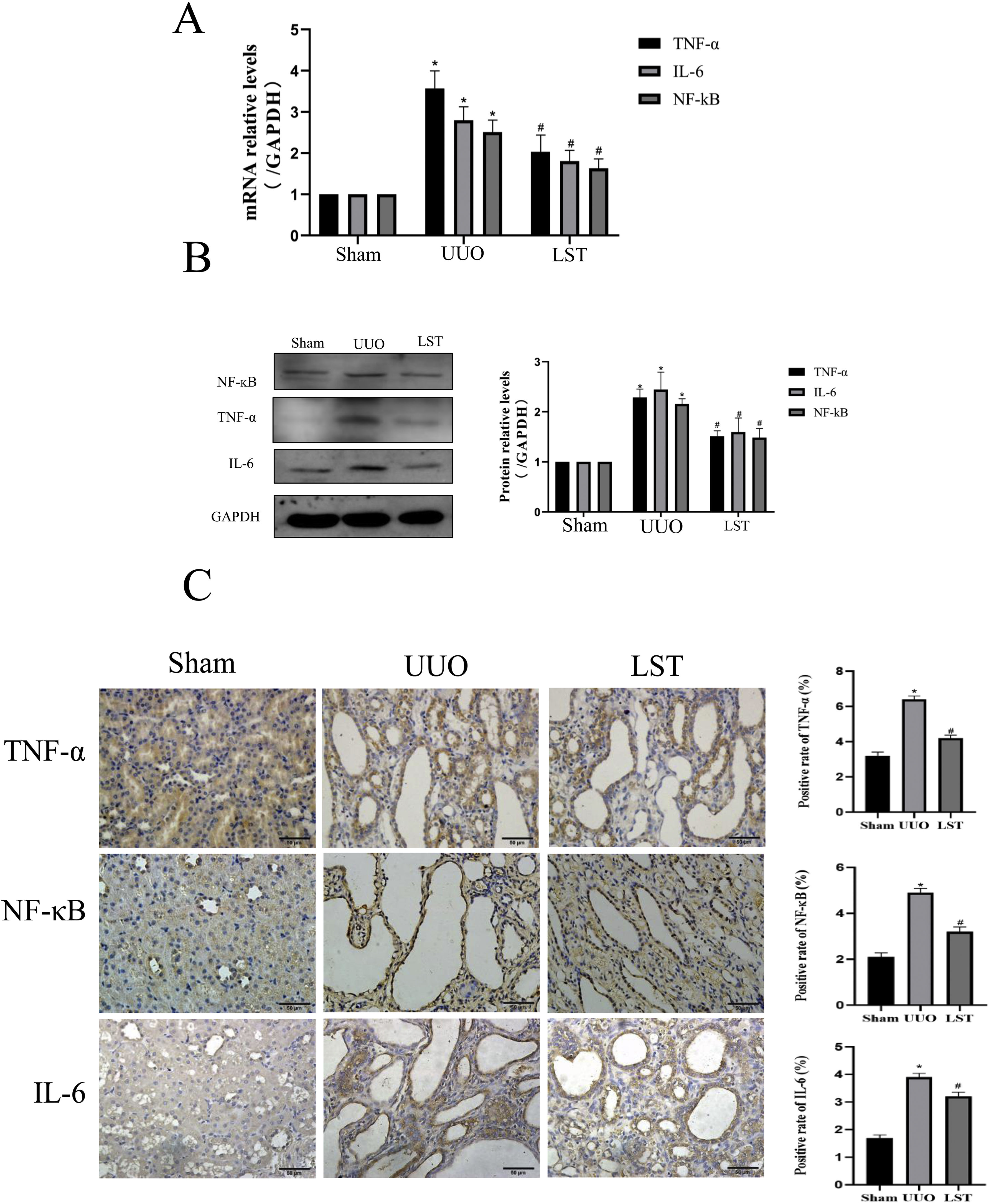 fig0020