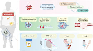 Possible mechanisms by which prediabetes can result in kidney dysfunction. Prediabetes generates a state of neurohormonal and inflammatory activation that has functional consequences such as glomerular hyperfiltration, as well as structural injury in different segments of the nephron such as, glomerulomegaly, dysfunction of the permeability barrier and mesangial expansion. The most common clinical expression of these alterations is the appearance of albuminuria, loss of eGFR and the incidence of major cardiorenal events. RAAS: renin-angiotensin aldosterone system; MACE: major adverse cardiovascular events; MAKE: major adverse kidney events; GFR: glomerular filtration rate; eGFR: estimated glomerular filtration rate.