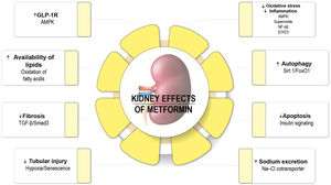 Nephroprotective effects of metformin. AMPK: AMP kinase; AMP: adenosine monophosphate; NF-κβ: nuclear factor kappa B; GFR-β: transforming growth factor β; GLP-1R: glucagon-like peptide 1 receptor.76