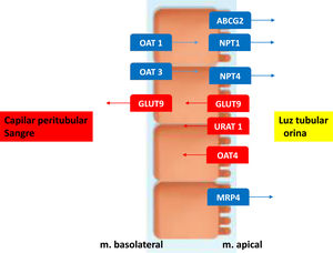 Célula renal del túbulo proximal. Transportadores de urato. En rojo los transportadores que intervienen en la reabsorción y en azul los que intervienen en la secreción tubular.