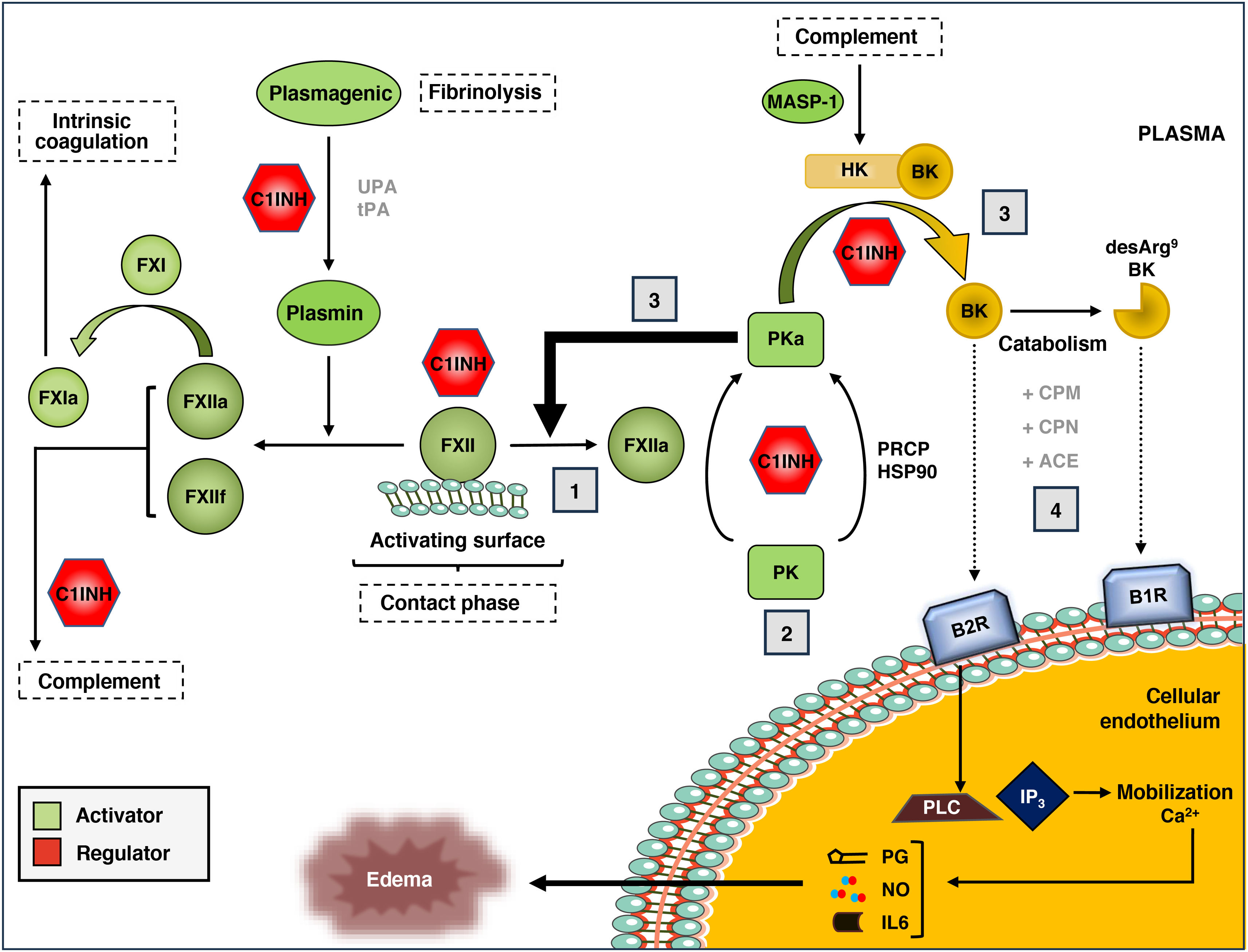 Relevance of the interactions between the complement and contact ...