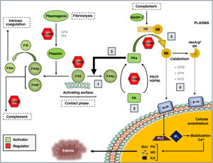 The kallikrein-kinin system (KKS) of blood coagulation. The components and main activation pathways of the KKS are shown, as well as its connection to the fibrinolysis process, intrinsic coagulation and the complement system. (1) The contact phase of the KKS is mediated by the interaction of coagulation factor XII (FXII) with negatively charged surfaces and the subsequent generation of activated FXII (FXIIa). (2) FXIIa, in turn, activates prekallikrein (PK) to active kallikrein (PKa), although this can also be activated in a non-canonical manner through prolyl-carboxypeptidase P (PRCP) or Heat Shock Protein 90 (HSP90). (3) Once generated, PKa can activate more FXII molecules (positive feedback) or act on the high molecular weight kininogen substrate (HK), generating the kinins bradykinin (BK) and its derivative, des-Arg9-BK. (4) The binding of these kinins to their specific receptors (B1R for des-Arg9-BK, and B2R for BK) initiates an intracellular signaling cascade associated with the development of edema, with mobilization of Ca2+reserves, activation of phospholipase C (PLC) and inositol triphosphate (IP(3), and release of the secondary mediators prostaglandin (PG), nitrous oxide (NO), and interleukin 6 (IL6). All stages are controlled by the C1 inhibitor, which also regulates the complement. MASP-1: MBL-Associated Serine Protease 1. The kallikrein-kinin system (KKS) of blood coagulation. The components and main activation pathways of the KKS are shown, as well as its connection to the fibrinolysis process, intrinsic coagulation and the complement system. (1) The contact phase of the KKS is mediated by the interaction of coagulation factor XII (FXII) with negatively charged surfaces and the subsequent generation of activated FXII (FXIIa). (2) FXIIa, in turn, activates prekallikrein (PK) to active kallikrein (PKa), although this can also be activated in a non-canonical manner through prolyl-carboxypeptidase P (PRCP) or Heat Shock Protein 90 (HSP90). (3) Once generated, PKa can activate more FXII molecules (positive feedback) or act on the high molecular weight kininogen substrate (HK), generating the kinins bradykinin (BK) and its derivative, des-Arg9-BK. (4) The binding of these kinins to their specific receptors (B1R for des-Arg9-BK, and B2R for BK) initiates an intracellular signaling cascade associated with the development of edema, with mobilization of Ca2+reserves, activation of phospholipase C (PLC) and inositol triphosphate (IP(3), and release of the secondary mediators prostaglandin (PG), nitrous oxide (NO), and interleukin 6 (IL6). All stages are controlled by the C1 inhibitor, which also regulates the complement. MASP-1: MBL-Associated Serine Protease 1.