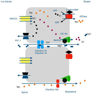 Speculative model of the pathophysiology of Helix syndrome in the thick ascending loop of Henle. Reabsorption of Na+, 2Cl− and K+ through the furosemide-sensitive transporter (NKCC2); the recycling of K+ in the apical membrane (kir1.1); and the return of Na+ from the interstitial space to the tubular lumen through tight intercellular junctions contribute to the development of a lumen-positive transepithelial electrical gradient, which favors the paracellular passage of Ca2+ and Mg2+ through claudin-16 and claudin-19. Cl− crosses the basolateral membrane through the ClC-Ka and ClC-Kb transporters, whereas Na+ crosses this membrane through the Na+-K+ ATPase pump coupled to the entry of K+ into the cell interior. In this way, a chemical gradient necessary for the reabsorption of Na+ through the NKCC2 cotransporter is generated. Certain cells of the loop of Henle express a claudin-10b protein, which is responsible for the paracellular reabsorption of Na+ and the dissipation of the lumen-positive transepithelial electrical gradient. Therefore, its dysfunction reduces the paracellular reabsorption of Na+, thus increasing the lumen-positive transepithelial potential, which is responsible for the increase in the reabsorption of Ca2+ and Mg2+ through the redistribution of claudin-16 and claudin-19. Ca2+: calcium; Cl−: chloride; K+: potassium; Mg2+: magnesium; Na+: sodium. Gr1.