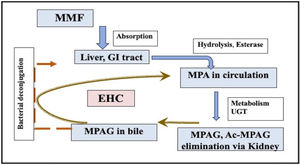 MPA pharmacokinetics: MPA metabolites and the enterohepatic cycle. This figure illustrates MPA pharmacokinetics: after MMF oral absorption, MPA is first generated after hydrolysis by esterase, it then primarily metabolized in the liver to an inactive glucuronide conjugate, MPAG, and to a lesser extent, Ac-MPAG. MPAG then underwent renal clearance. A fraction of it pass into bile and get deconjugated by gut microbiota to free MPA and contributing to a secondary plasma concentration peak, called EHC. MMF: mycophenolate mofetil; MPA: mycophenolic acid; MPAG: mycophenolic acid glucuronide; Ac-MPAG: acyl-glucuronide; GI: gastrointestinal tract; EHC: enterohepatic circulation.