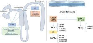Location and action site of 20-HETEs and EETs in the nephron (left) and pathways of metabolism of arachidonic acid by CYP enzymes and (right). Adapted from11,17,19; TALH: thick ascending loop of Henle; sEH: epoxide hydrolase.