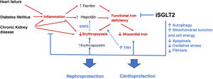Beneficial effects of SGLT2i beyond the increase in erythropoiesis. Indirect effects on kidney and heart.74,75 (For interpretation of the references to colour in this figure legend, the reader is referred to the web version of this article). Heart failure, diabetes mellitus and chronic kidney disease favor inflammation, which increases hepcidin levels. This favors functional iron deficiency, decreasing iron availability in the bone marrow and at the myocardial level. Likewise, inflammation reduces erythropoiesis by inhibiting erythropoietin synthesis and its effects on erythropoiesis. SGLT2i reduce inflammation, functional iron deficiency and increase erythropoietin levels, improving erythropoiesis. In addition, they optimize autophagy, mitochondrial function and decrease apoptosis, oxidative stress and fibrosis, resulting in nephro- and cardioprotection of these drugs. SGLT2i: sodium-glucose cotransporter type 2 inhibitors; ERFE: erythroferrone; TRf1: transferrin receptor type 1. Red arrows: deleterious effects. Blue arrows: positive effects.
