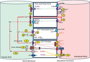 Classic relationship between calcium and sodium transport. (1) Calcium is transported by the paracellular pathway in the thick ascending loop of Henle, and thus increases its concentration in the interstitium. (2) When its concentration rises, the calcium-sensitive receptor is stimulated, which inhibits the ROMK activity. (3) The lower potassium excretion establishes a lower electropositivity of the tubular fluid. (4) Lower electropositivity inhibits paracellular calcium transport. (5) Parallel to this, the high calcium concentration inhibits the NKCC2 transporter. (6) This action decreases sodium reabsorption. The overall effect is an increase in sodium and calcium at the tubular level reaching distal segments. (7) Calcium stimulates CaSr in the intercalated cells of the CCT. (8) The H+-ATPase pump increases proton excretion into the tubular lumen and (9) makes the urine more acidic, which hinders calcium precipitation. (10) It also stimulates CaSr in CCT principal cells, (11) which causes inhibition of aquaporins (AQP) and arginine vasopressin (AVP). (12) The overall effect is the achievement of more dilute urine. (13) The lower sodium reabsorption induces aldosterone stimulation by hypovolemia-dependent mechanisms, which sets in motion its classic action on ENaC and ROMK receptors. (14) Aldosterone is involved in stimulating AVP. AQP: aquaporins; Ca+2: calcium; H+: protons; K+: potassium; Na+: sodium; MCr: mineralocorticoid receptor; CaSr: calcium-sensitive receptor. Source: modified from Ranieri.1