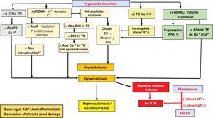 Generation of chronic renal damage. Abs: absorption; ANG II: angiotensin II; AQP: aquaporins; TRA: tubulorenal acidosis; BIC: bicarbonate; Ca+2: calcium; H+: protons; Na+: sodium; P: phosphorus; MCr: mineralocorticoid receptor; DT: distal tubule; PT: proximal tubule; AT-1r: angiotensin I receptor; +: stimulus; >: major; <: minor.