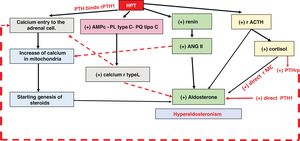 PTH/HA relationship. ANG II: angiotensin II; PL: phospholipase C; PQ: protein kinase C; PTH: parathyroid hormone; R/ANG/ALD: renin/angiotensin II/aldosterone system.