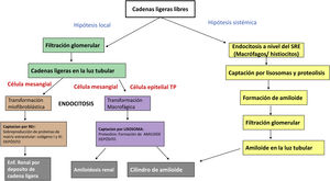 Pathophysiology of AL renal amyloidosis versus light chain renal injury: in the first hypothesis, systemic endocytosis of light chains occurs by macrophage cells, which take them up by lysosomes, where their proteolysis occurs and amyloid fibrils are formed, which will be filtered by the glomerulus and engulfed in the casts. In the local hypothesis, they leak freely through the glomerulus and are taken up by mesangial cells that have undergone myofibroblastic transformation with the production of extracellular matrix proteins that will be deposited, leading to renal light chain deposition disease. However, if the mesangial cells have undergone macrophage transformation, they will give rise to renal amyloidosis. The epithelial cell of the proximal tubule (PT) undergoes macrophage transformation and the light chains are endocytosed by means of the megalin and cubilin receptors, with subsequent uptake by the lysosomes, which undergoes proteolysis, resulting in the formation of amyloid fibrils that will finally form the amyloid casts.