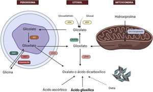 Hepatic metabolism of oxalate. Glycine is metabolized to glyoxylate by the enzyme alanine-glyoxylate aminotransferase (AGT) in the human hepatocyte. In healthy subjects, most glyoxylate is metabolized in the cytosol to glycolate via the enzyme glyoxylate reductase-hydroxypyruvate reductase (GRHPR); only a small amount is metabolized by lactate dehydrogenase (LDHA) to oxalate. ADH: alcohol dehydrogenase; AGT: alanine-glyoxylate aminotransferase; DAO: D-amino acid oxidase; GO: glycolate oxidase; GRHPR: glyoxylate reductase-hydroxypyruvate reductase; LDHA: lactate dehydrogenase. Created by Biorender.com.