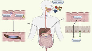 Intestinal absorption of oxalate. Oxalate is coupled with calcium and magnesium to be eliminated with the feces. Under conditions of increased oxalate supply or low concentration of these cations, free oxalate is absorbed via the paracellular pathway and secreted again through the solute carrier family 26 member 6 (SLG26A6) transporter. The capacity to transport is limited. Ca: calcium; Mg: magnesium; O: oxalic acid. Created by Biorender.com.