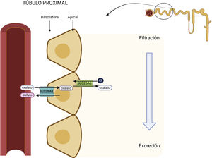 Reabsorption of oxalate in the proximal tubule. In the basolateral membrane, the SLC26A1 transporter captures oxalate, and it is exchanged by sulfate. This is excreted into the tubular lumen through the SLC26A6 chloride-oxalate exchanger located on the apical surface of the cell. SLC26A6: solute carrier family 26 member 6; Cl: chloride. Created by Biorender.com.