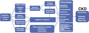 Mechanisms leading from exposure to tobacco smoke to the renal event. AGEs: advanced glycation products; CKD: chronic kidney disease; RAAS: renin-angiotensin-aldosterone system.