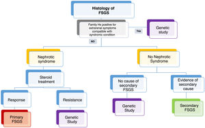 Proposed algorithm for genetic study in adults with focal segmental glomerulosclerosis (FSGS).