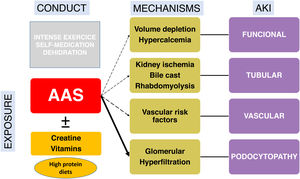 Summary of the main pathophysiological mechanisms involved in the pathogenesis of acute kidney injury. AAS: anabolic androgenic steroids.