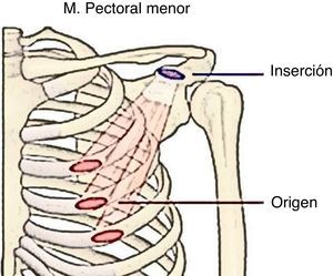 Anatomía del músculo pectoral menor.