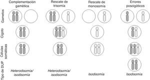 Mecanismos de formación de disomía uniparental (DUP) de cromosomas enteros (modificado de Yamazawa et al.32).