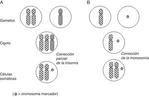 Dos de los mecanismos propuestos por Liehr et al.18 para explicar la coincidencia de DUP con la presencia de un cromosoma marcador de novo. A) la disomía puede ser iso/hetero. B) isodisomía obligada.