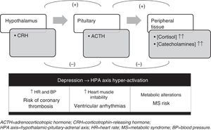 HPA axis alteration in patients with depression and cardiovascular comorbidity. ACTH, adrenocorticotropic hormone; BP, blood pressure; CRH, corticotrophin-releasing hormone; HPA axis, hypothalamic–pituitary–adrenal axis; HR, heart rate; MS, metabolic syndrome.