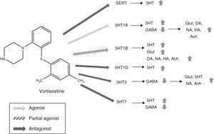 Mechanism of action proposed for Vortioxetine and its effects on various neurotransmitters. SERT antagonist: blocking SERT causes an increase of 5HT levels in all 5HT presynaptic nerve ends. 5HT1A agonist: stimulation of the presynaptic autoreceptors of 5HT1A causes their desensitization, interrupting negative feedback and thus inducing an increase in the release of serotonin. The stimulation of postsynaptic 5HT1A receptors, on the other hand, inhibits GABAergic interneurons, which favours the release of Glut, NA, DA, Ach and HA in the prefrontal cortex. 5HT1B partial agonist: blocking 5HT1B autoreceptors due to its action as a partial agonist (or functional antagonist) increases the concentration of 5HT. The partial agonist action of Vortioxetine on the postsynaptic 5HT1B heteroreceptors, located in the GABAergic interneurons increases the release of Glut in the hippocampus and prefrontal cortex. Blocking these postsynaptic 5HT1B heteroreceptors also increases the release of Ach, NA, DA and HA. 5HT1D antagonist: blocking the autoreceptors of 5HT1D increases the release of 5HT. 5HT3 Antagonist: the potent blocking of 5HT3 receptors is the main mechanism by which the release of Glut is favoured in the hippocampus and prefrontal cortex, thanks to the interruption of a large population of GABA interneurons. This, in turn, leads to an increase in NA and Ach levels. 5HT7 Antagonist: Blocking the 5HT7 receptors located in the GABAergic neurons of the raphe nuclei increases the release of 5HT. 5HT: serotonin; Ach: acetylcholine; DA: dopamine; GABA: γ-aminobutyric acid; Glut: glutamate; HA: histamine; NA: noradrenaline; SERT: serotonin reuptake transporters.