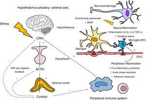 Involvement of the hypothalamus–pituitary–adrenal axis (HPA) and the immune system in the neuroinflammatory response. The HPA axis is activated in response to exposure to stressful physical and psychological stimuli by means of the secretion of the corticotrophin-releasing hormone (CRH) by the hypothalamus. This hormone, in turn, stimulates the synthesis of corticotrophin (ACTH) in the hypophysis, which stimulates the secretion of cortisol by the adrenal glands. Regulation of the secretion of cortisol is subject to a negative feedback mechanism by means of which cortisol itself inhibits the synthesis of its precursors (CRH and ACTH). Hypothalamus and hypophysis glucocorticoid receptors take part in this inhibition, as do glucocorticoid and mineralocorticoid receptors present in the hippocampus. Regarding the relationship between the HPA axis and the peripheral inflammatory response, although cortisol inhibits this by exerting an immunosupressor effect, there is inflammatory stimulation by other hormones in the HPA axis such as the CRH. This relationship is bidirectional, as the activation of the peripheral inflammatory response may stimulate the HPA axis. The products of this peripheral stimulation, in which macrophages and lymphocytes participate, may cross the blood–brain barrier (BBB) and trigger a neuroinflammatory reaction by stimulating the microglia in M1 activated forms. This activation of the microglia will generate an inflammatory cascade by releasing cytokines and reactive forms of nitrogen and oxygen, inducing the activation of the astroglia, which in turn amplifies the inflammatory signals within the central nervous system. Three is also excessive release of glutamate by the astrocytes as well as oxidative stress mediators by the activated microglia (associated with the induction of the indolamine 2,3 dioxygenase [IDO] enzyme). These mechanisms negatively affect the production of neurotrophic factors such as the brain derived neurotrophic factor (BDNF), and neurogenesis.