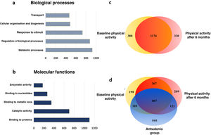Main biological and molecular processes induced by the physical activity programme in chronic schizophrenia patients. A) Bar chart of the main changes in the biological processes. B) Bar chart of the main changes in molecular functions. C) Venn diagram of total proteins identified and modulated by physical activity. The diagram shows the distribution of the proteins and that 64.79% of the proteins are common to both conditions. D) Venn diagram of total proteins identified and modulated by physical activity of the group which dropped out. The diagram shows the distribution of the proteins and the 33.51% of the proteins which are common to the 3 conditions.