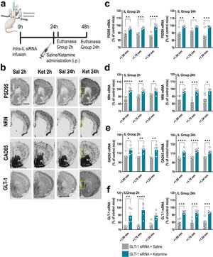 A single dose of ketamine causes rapid transcriptional changes in IL of GLT-1 knockdown mouse model. (a) Treatment schedule. Mice were infused with GLT-1-siRNA (60μg/μl) or vehicle into IL and 24h later, they received saline or ketamine (10mg/kg, i.p.). Mice were euthanized at 2h or 24h after saline/ketamine administration. (b) Representative coronal brain sections showing PSD95 (postsynaptic density protein-95), NRN (neuritin), GAD65 (glutamic acid descarboxilase-65) and GLT-1 mRNA expression in the medial prefrontal cortex of mice assessed by in situ hybridization. The yellow frames show the IL section in which the different mRNAs were analyzed. Scale bar: 1mm. (c–f) Densitometric analysis of PSD95 (c), NRN (d), GAD65 (e), and GLT-1 (f) mRNA levels in IL of GLT-1 knockdown mouse model treated with saline or ketamine at 2h and 24h post-administration. A single dose of ketamine rapidly increased the expression of PSD95, NRN, GAD65, and GLT-1 mRNAs in the different anteroposterior coordinates of the IL (from +1.99 to −+1.54mm). This effect was sustainable 24h later. Data are presented as the mean±SEM (n=5 mice per group). *p<0.05, **p<0.01, ***p<0.001 and ****p<0.0001 compared to GLT1-siRNA-infused mice treated with saline.